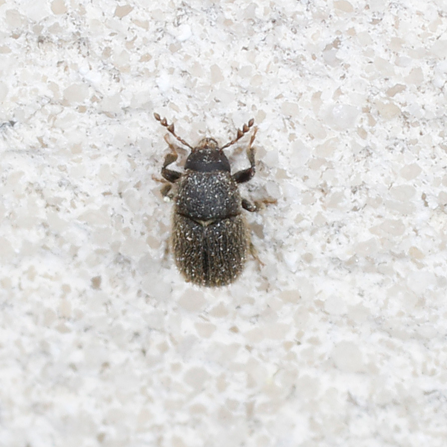 Curculionidae Scolytinae da identificare